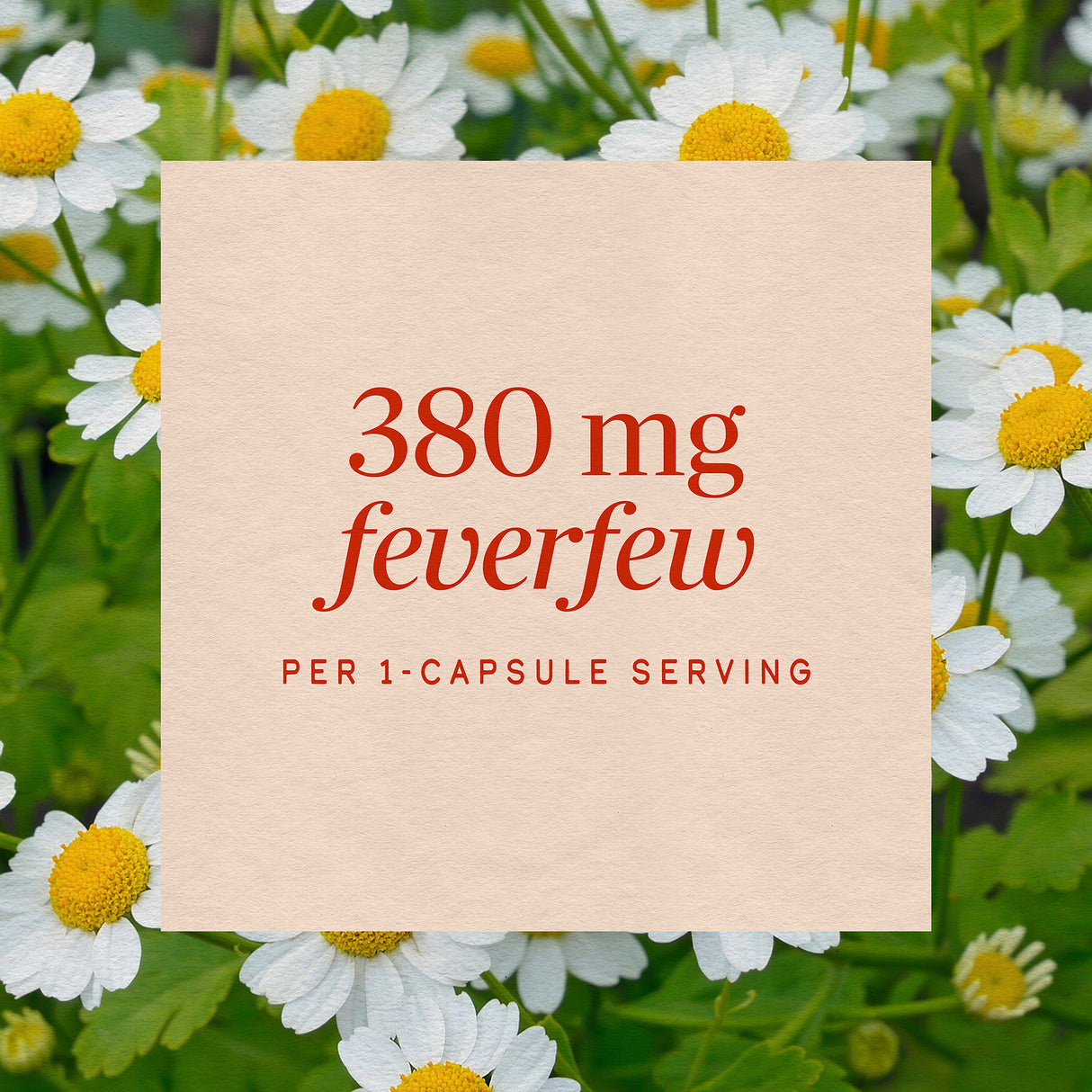 <{%MAIN3_12808%}>Nature's Way® | Feverfew Herb