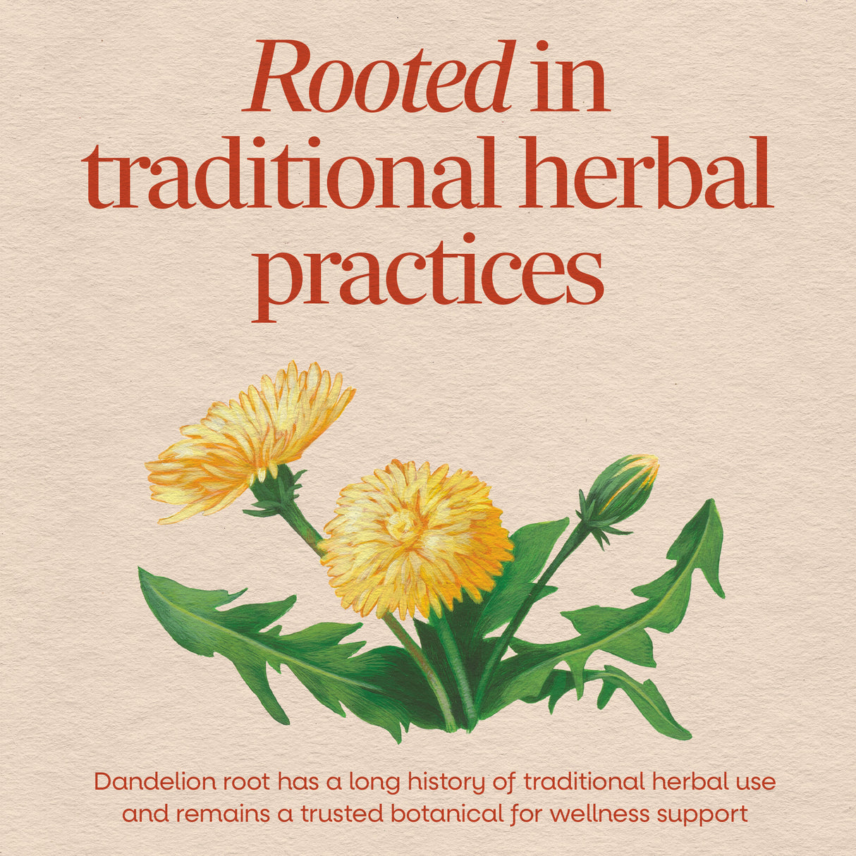<{%MAIN2_15336%}>Nature's Way® | Dandelion Root