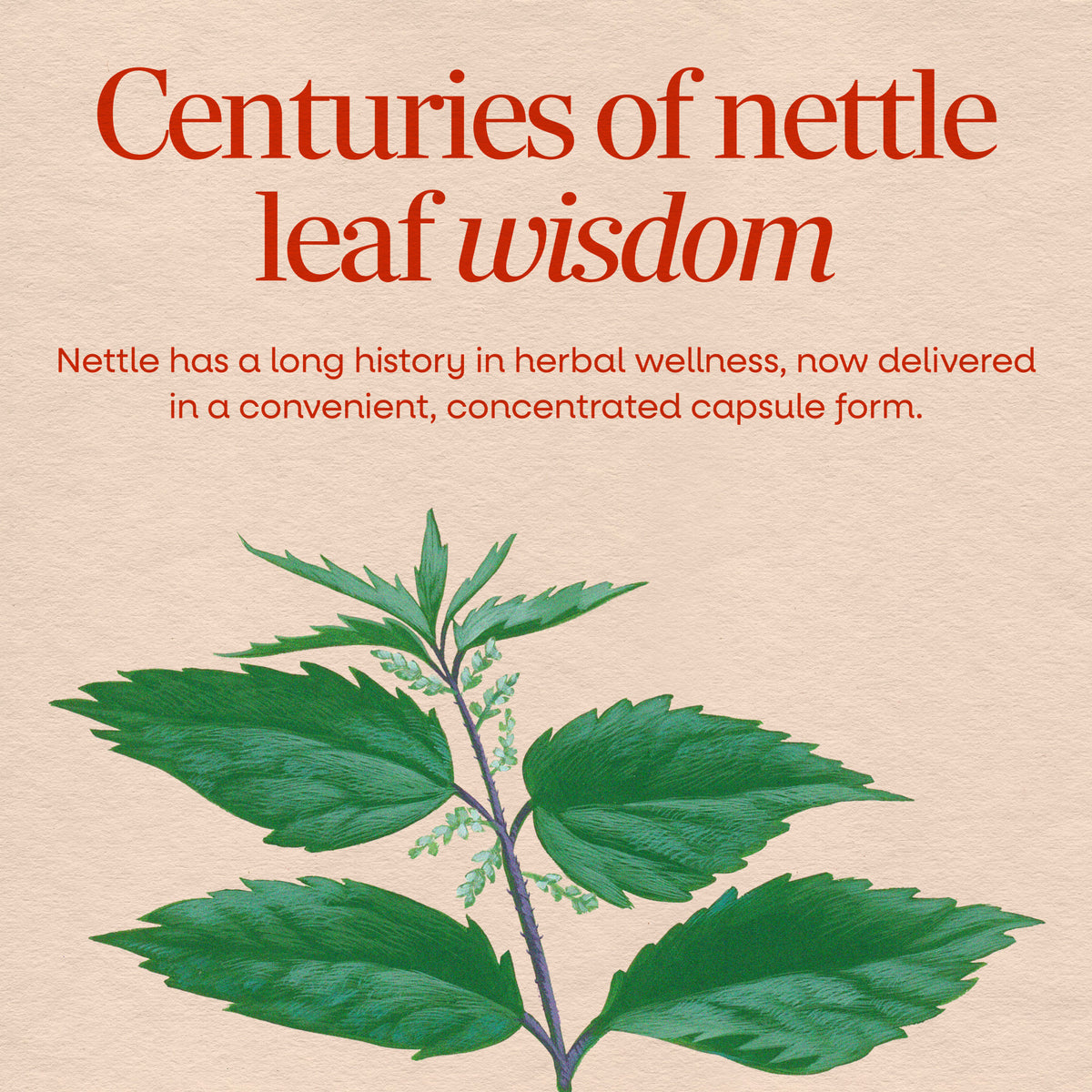 <{%MAIN2_15150%}>Nature's Way® | Nettle Leaf