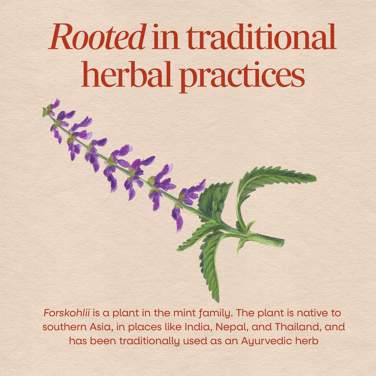 <{%MAIN2_10006%}>Nature's Way® | Forskohlii Standardized Extract