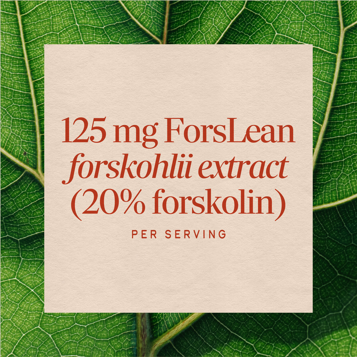 <{%MAIN3_10006%}>Nature's Way® | Forskohlii Standardized Extract