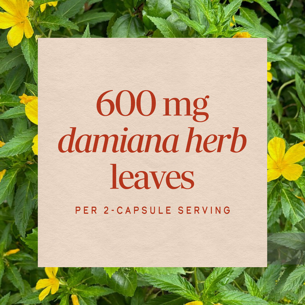 <{%MAIN3_12200%}>Nature's Way® | Damiana Leaves