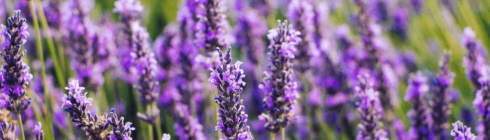 Lavender in a field