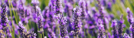 Lavender in a field