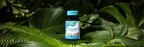 Nature's Way Ashwagandha gummy bottle