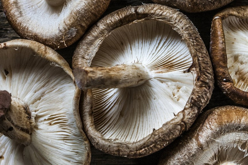 The Magic of Mushrooms