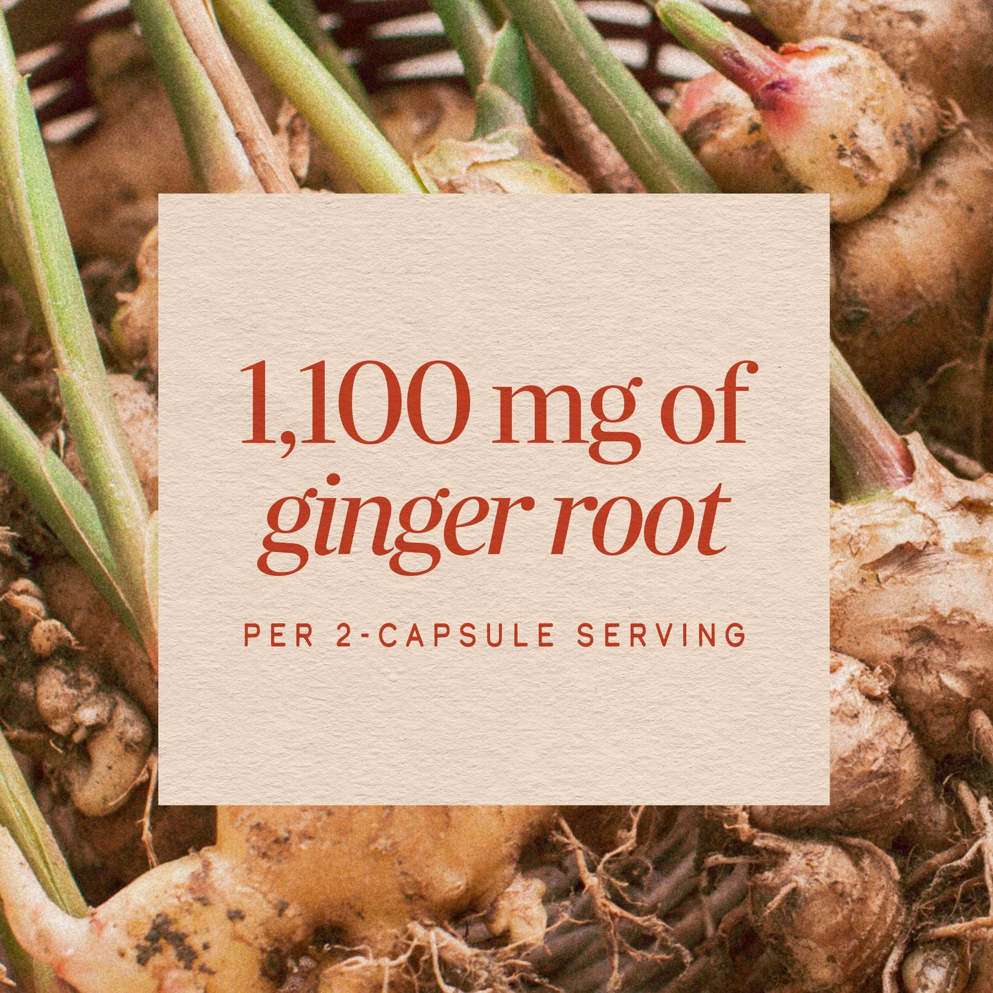 <{%MAIN12_13100%}>Nature's Way® | Ginger Root