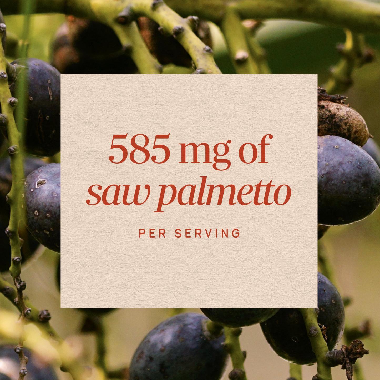 <{%MAIN3_undefined%}>Nature's Way® | Saw Palmetto Berries