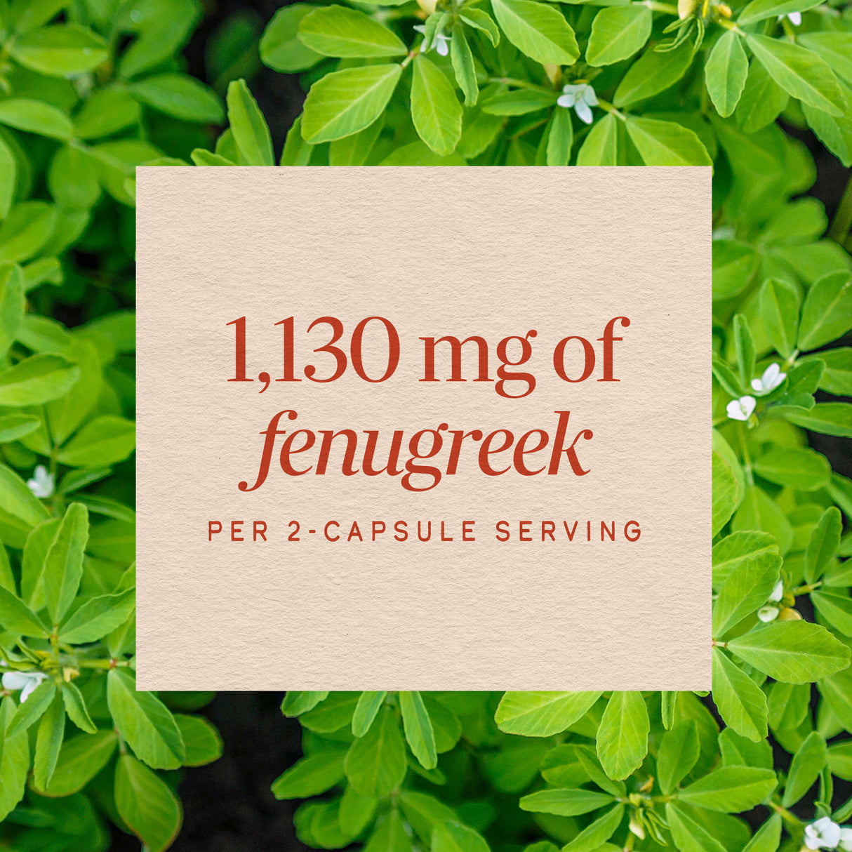 <{%MAIN9_14610%}>Nature's Way® | Fenugreek Seed