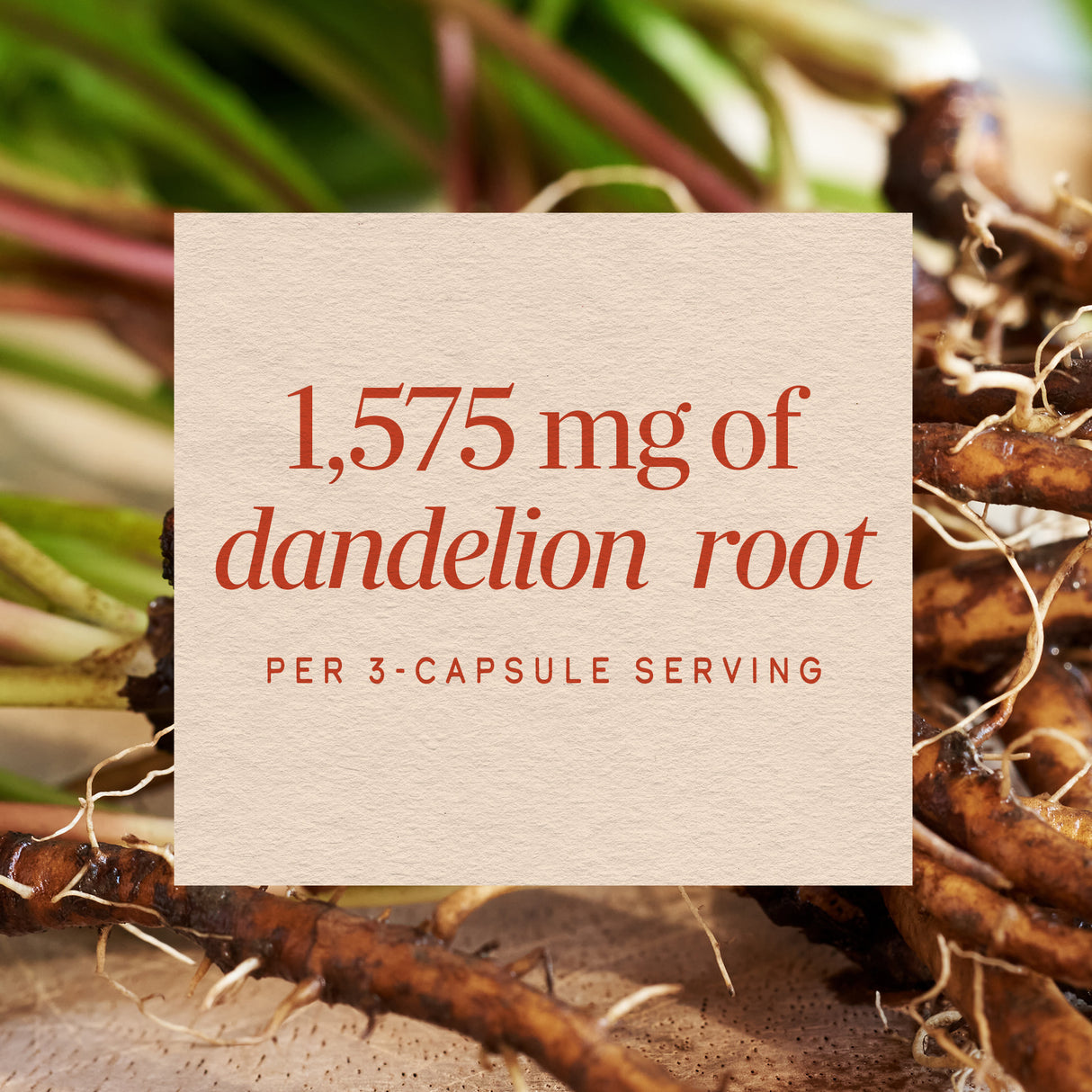 <{%MAIN3_15336%}>Nature's Way® | Dandelion Root