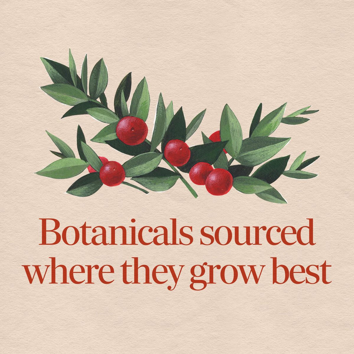 <{%MAIN2_11250%}>Nature's Way® | Butcher's Broom Root