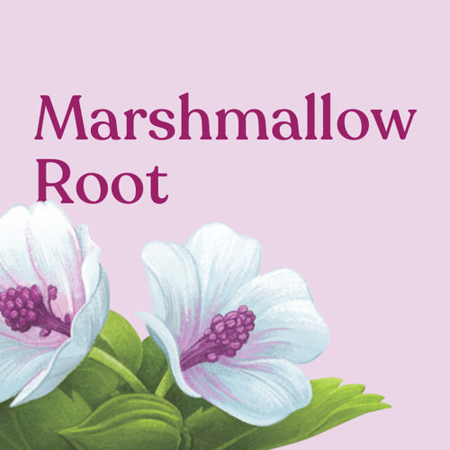 Marshmallow Root