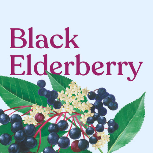 Black Elderberry Fruit
