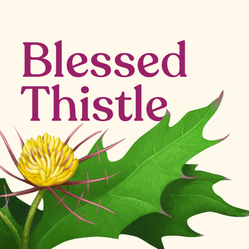 Blessed Thistle