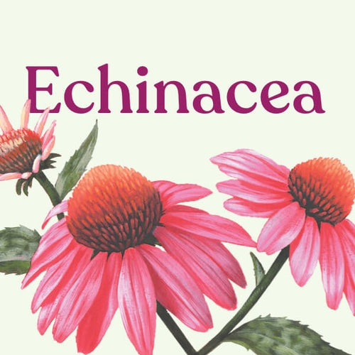 Echinacea (Herb)