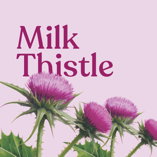 Milk Thistle
