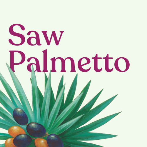 Saw Palmetto